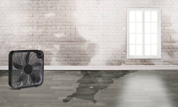 Best Water damage contractors near me  in Bay Minette, AL